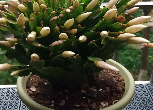 蟹爪兰如何配土生长好