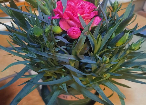 康乃馨种子的种植方法