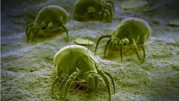 一般被子晒多久比较好什么时间晒好