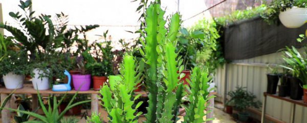 龙骨盆栽管理方法