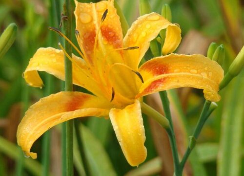 萱草什么时候开花