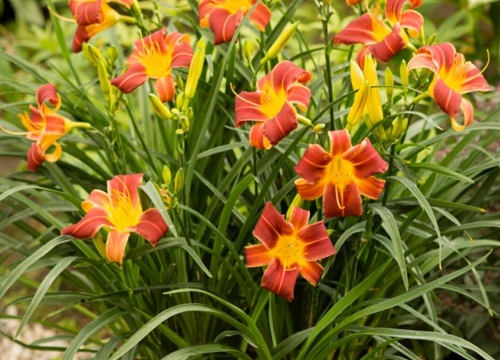 萱草什么时候开花