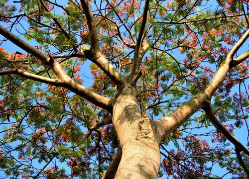 凤凰花的寓意和象征