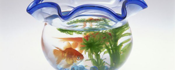 新鱼缸多久喂食合适