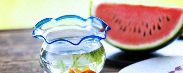 室内客厅适合养什么鱼苗