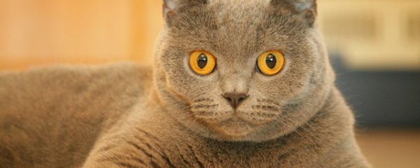 怎么给猫打疫苗