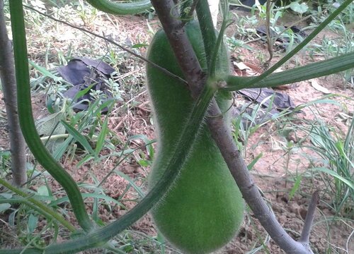 冬瓜什么时候采摘最好