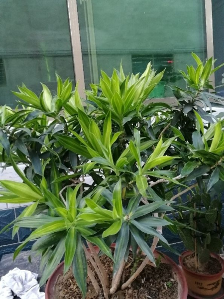 百合竹寓意与风水讲究