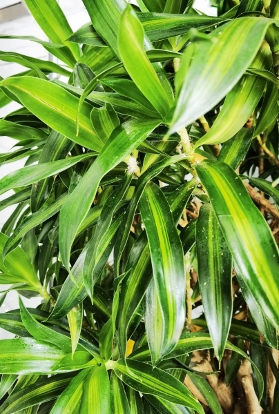 百合竹寓意与风水讲究