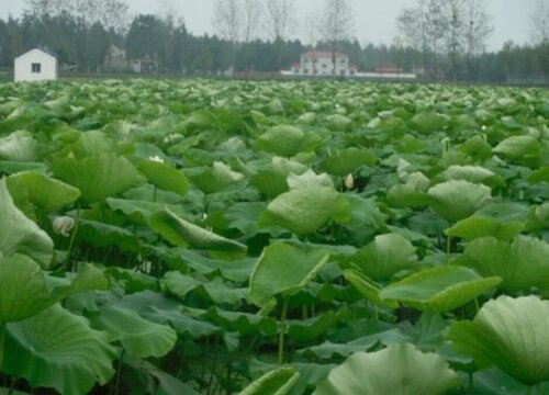 莲藕几月份种植最好
