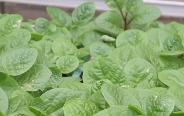 蔬菜晚上施肥好还是早上施肥好