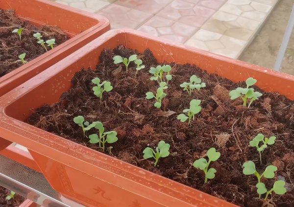 蔬菜晚上施肥好还是早上施肥好