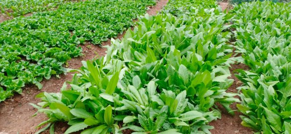 蔬菜晚上施肥好还是早上施肥好