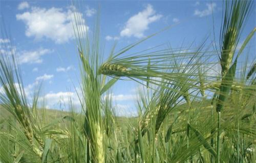 青稞的栽培技术与田间管理条件