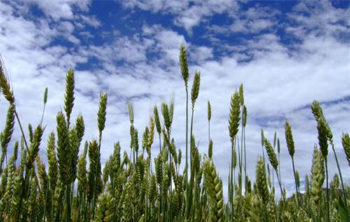 青稞的栽培技术与田间管理条件