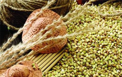 青稞的栽培技术与田间管理条件