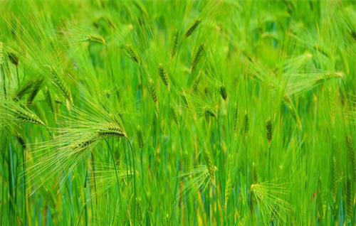 青稞的栽培技术与田间管理条件