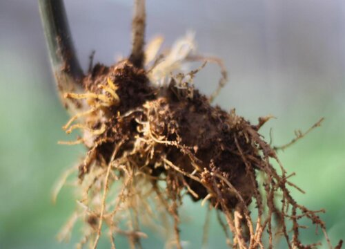 如何挑选三七的好坏