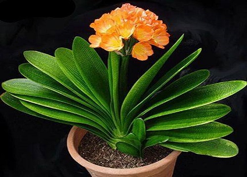 君子兰越养越瘦弱是什么原因