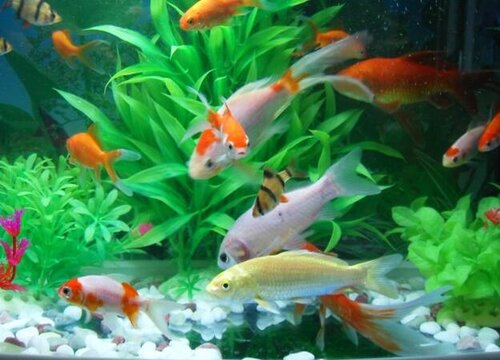 养鱼水浇花好不好