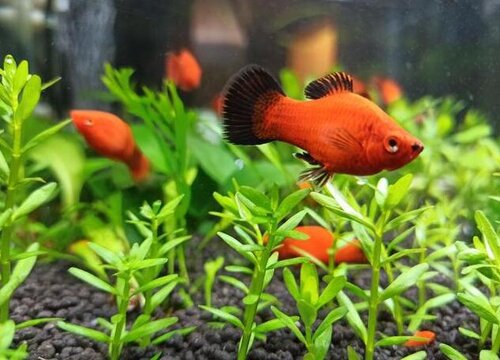 养鱼水浇花好不好