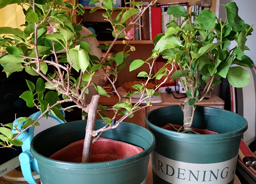 三角梅扦插需要注意的细节问题