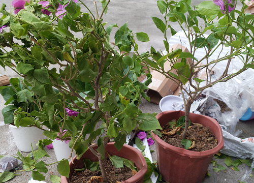 三角梅扦插需要注意的细节问题