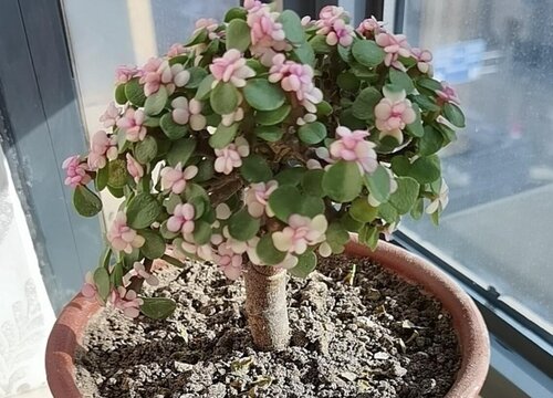 金枝玉叶盆土板结怎么办