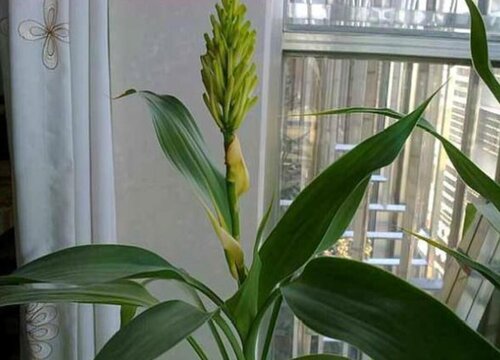 富贵竹花期是什么时候