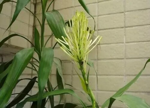 富贵竹花期是什么时候