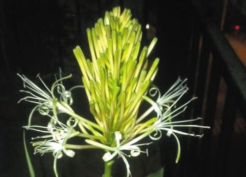 富贵竹花期是什么时候