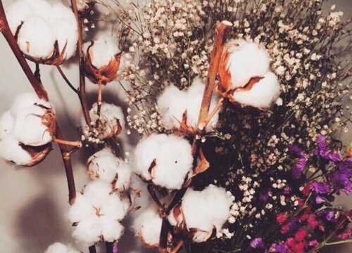 棉花的花语是什么