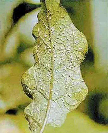 兰花白粉虱用什么药治理