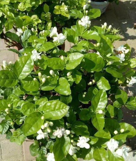 兰花白粉虱用什么药治理