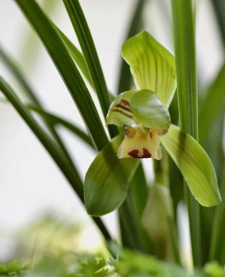 兰花白粉虱用什么药治理