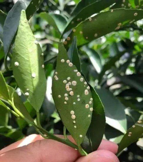 兰花白粉虱用什么药治理