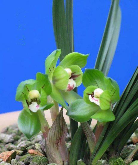 兰花白粉虱用什么药治理