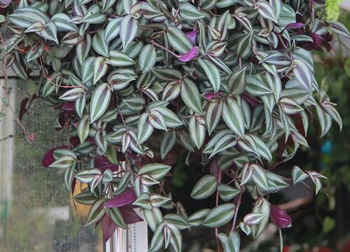 吊竹梅夏天如何养护生长旺盛