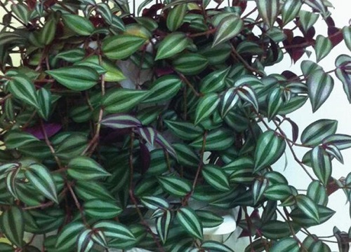 吊竹梅夏天如何养护生长旺盛