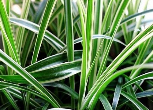 吊兰冬天怕冷吗