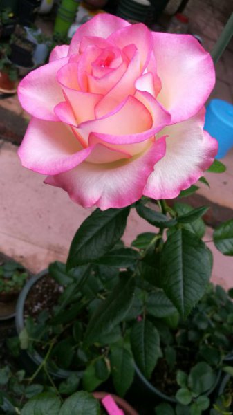 艾莎月季花的优缺点