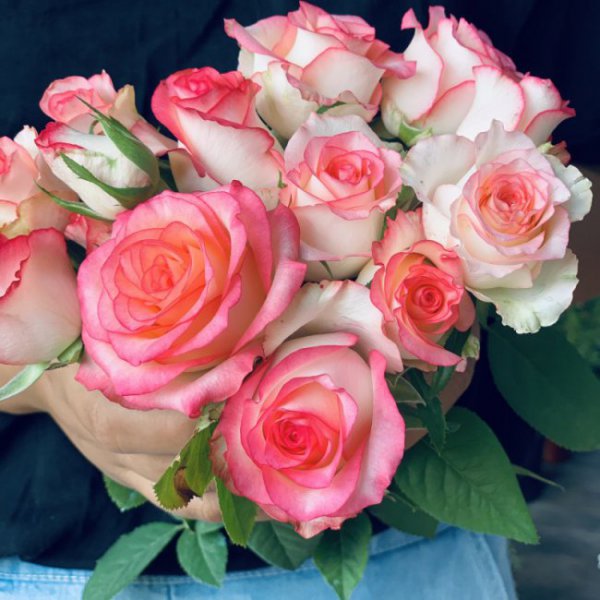 艾莎月季花的优缺点