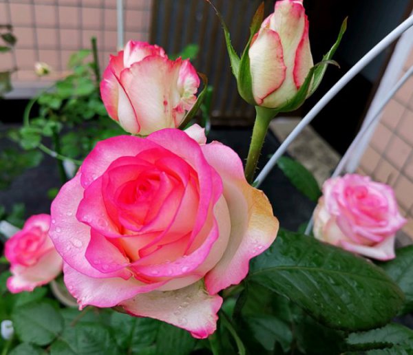 艾莎月季花的优缺点