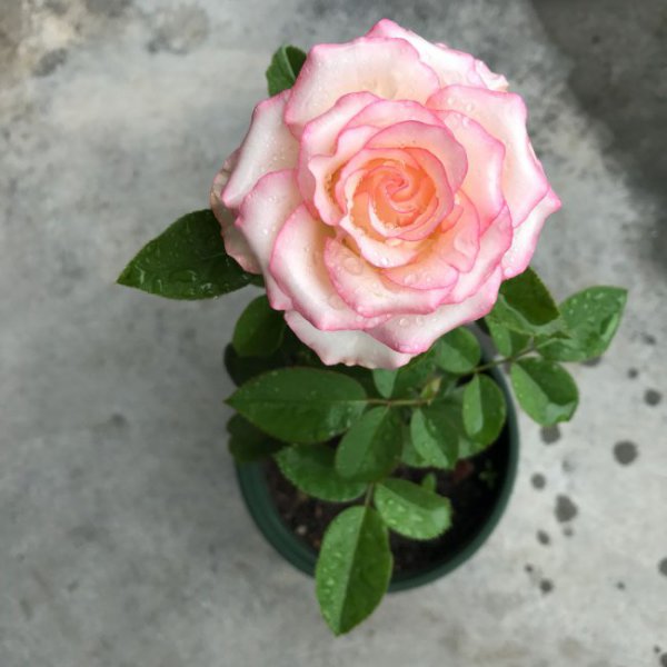 艾莎月季花的优缺点