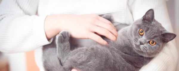 布偶猫新手挑选技巧