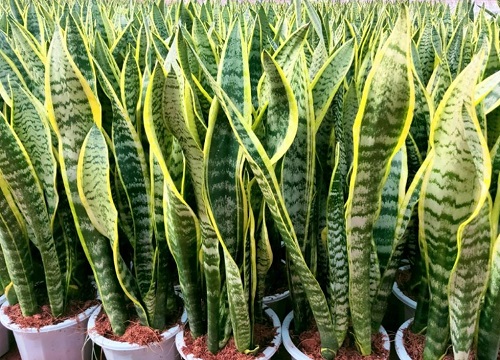 虎皮兰快速爆盆的3个小妙招