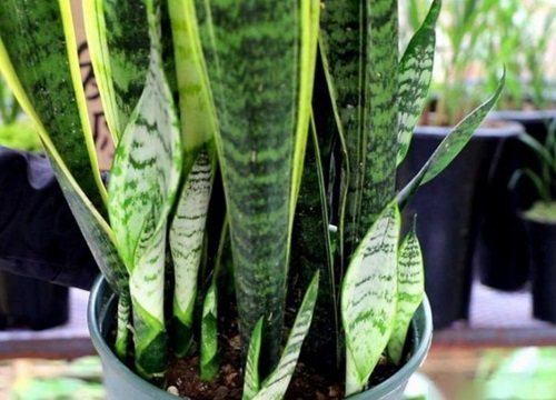 虎皮兰快速爆盆的3个小妙招