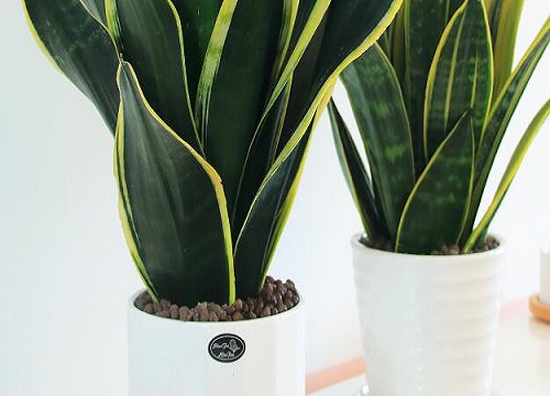 虎皮兰快速爆盆的3个小妙招