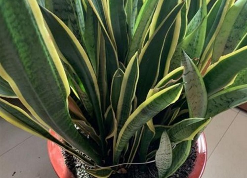 虎皮兰快速爆盆的3个小妙招