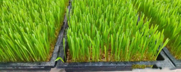 松子苗怎么煮多久才能吃